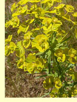 Молочаи (Euphorbia L.) Молочаи (Euphorbia L.)